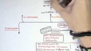 Part II  Aracidonic Acid Metabolites [upl. by Polad]