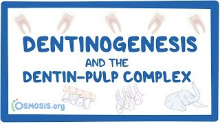 Dentinogenesis and the dentinpulp complex [upl. by Arleen203]