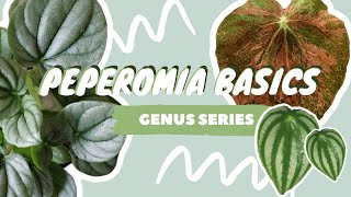 PEPEROMIA PLANT CARE  COLLECTION  houseplant genus series [upl. by Ahsirahc846]