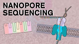 Nanopore Sequencing [upl. by Meingoldas966]