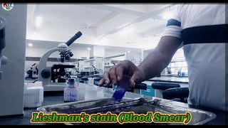 Leishmans Stain Blood smear Staining Technique [upl. by Mccafferty]