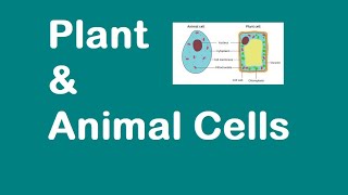 Plant and Animal Cells KS3 SCIENCE [upl. by Dinah]