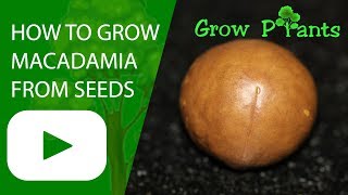 How to grow Macadamia Nut from seeds [upl. by Natanoy]