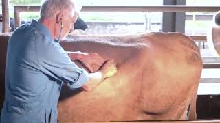 Clinical examination of the cow [upl. by Mcnully]