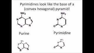 How to Remember DNA and RNA Nucleotides and their Structure [upl. by Hound]