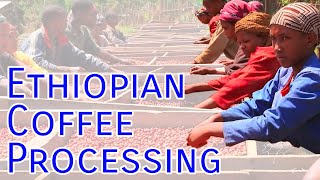 Ethiopian Coffee Processing HD [upl. by Burra]