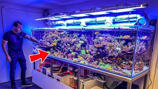 Most Beautiful Private Reef Tanks 400 GALLON [upl. by Skillern]