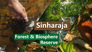 Sinharaja Forest amp Biosphere Reserve  Sri Lanka [upl. by Sanfourd]