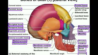 Anatomy  The Human Skull [upl. by Gautier]