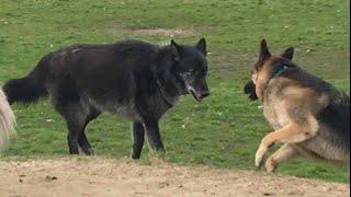 A Huge Wolfdog Scares a German Shepherd [upl. by Savitt]