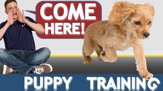 How to Train your Puppy to Come When Called NOW AND FOREVER [upl. by Pru]