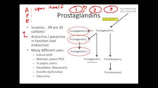 Understanding Eicosanoids The Basics [upl. by Line]