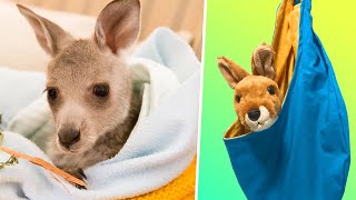 Helping the Animals of Australia  DIY Kangaroo Pouch [upl. by Barthol]