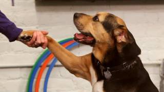 How To Teach Your Dog To FETCH Perfectly Dog Training Tutorial [upl. by Akerehs]