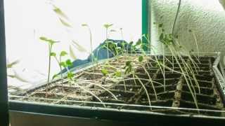 Phototropism Timelapse  Radish Plants [upl. by Deehahs]