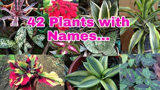 PLANTS AND NAMES [upl. by Releehw17]