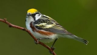 Birding Warblers [upl. by Aicerg731]