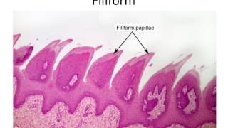 Histology Taste Buds and Lingual Papillae [upl. by Farley]