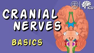 Cranial Nerve BASICS  The 12 cranial nerves and how to REMEMBER them [upl. by Namyl]