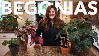 Indoor Begonia Care Guide 🌿 Garden Answer [upl. by Farmelo92]