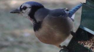 Blue Jay  HD MiniDocumentary [upl. by Ailiec]