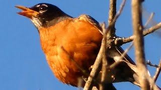 American robin bird call  song  sounds [upl. by Hana]