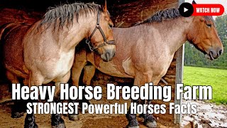 Heavy Horse Breeding Farm  STRONGEST Powerful Horses Facts [upl. by Neesay236]