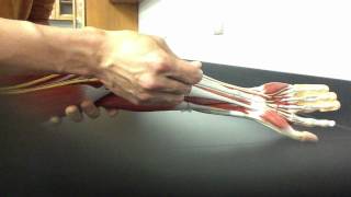 MUSCULAR SYSTEM ANATOMY Anterior forearm model description Somso [upl. by Nilyaj]