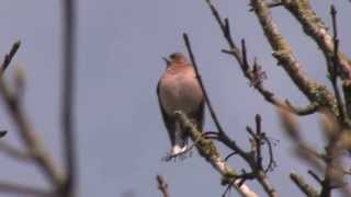 Male common chaffinch singing [upl. by Hance]