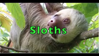 SLOTHS IN THE AMAZON RAINFOREST [upl. by Neely]