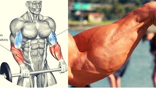 8 BEST FOREARMS EXERCICES  MUSCULATION AVANT BRAS [upl. by Hooper239]