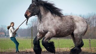 12 LARGEST Horse Breeds In The World [upl. by Anirol]