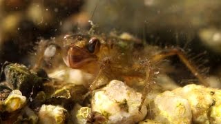 Dragonfly Larvae Prey Capture [upl. by Merow54]