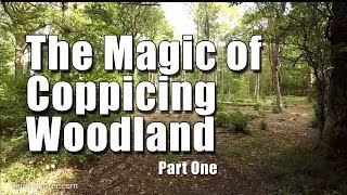 Exploring an Oak and Hazel Coppiced Woodland in West Sussex  Pt 1 [upl. by Emmons]