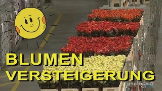 AALSMEER  Blumenversteigerung [upl. by Pelligrini]