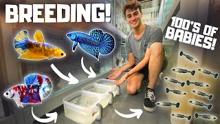 How to Breed Bettas in Tubs Super Easy [upl. by Nicolella]