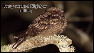 Fiery necked Nightjar calling [upl. by Gombach]