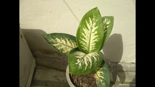 Dieffenbachia Plant Hindi  How To Grow amp Care Dumb Cane Plant  Dieffenbachia Plant Care [upl. by Akinar]