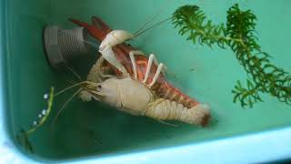 How Lobster or Crayfish mating [upl. by Zined]