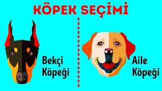 Size En Uygun Köpek Cinsini Nasıl Seçersiniz [upl. by Yrakcaz]