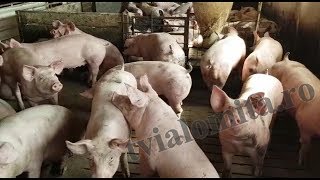 TV IALOMITA  Ferma de porci Căzăneștiblocată pierderi uriașe [upl. by Weasner]