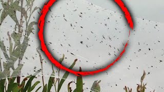 Swarms of Spiders Invade Southern Australia Amid Heavy Rains [upl. by Clyve]