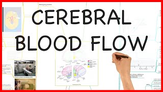 CEREBRAL BLOOD FLOW PHYSIOLOGY SERIES [upl. by Ardnahsal]