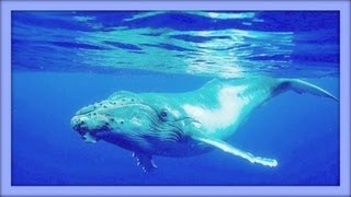 ❀ Sound Therapy  Whales Singing [upl. by Eyahc230]