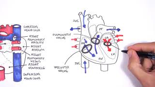 Introduction to Cardiac Heart Anatomy and the Chest Xray [upl. by Anaynek559]