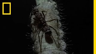 Personal Ant Army  National Geographic [upl. by Dorison]