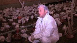 Antibiotic Use in the Poultry Industry [upl. by Borreri]