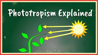 Phototropism Explained [upl. by Natanoj]