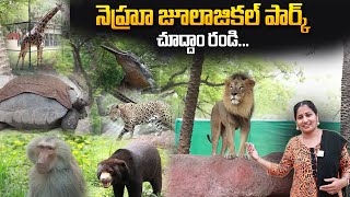 NEHRU ZOOLOGICAL PARK HYDERABAD  Complete Tour  Anchor Nirupama  SumanTV Telugu [upl. by Dayir]