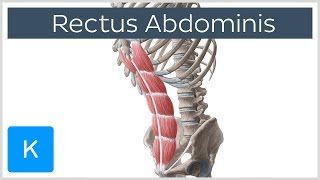 Rectus Abdominis Muscle Overview  Anatomy  Kenhub [upl. by Atiuqahc323]